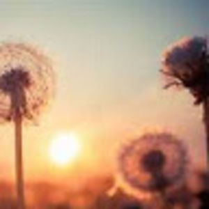 Meet your Posher, Yeshi